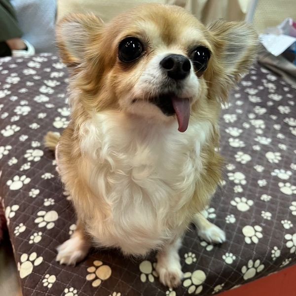 【運命の赤い糸見～つけた💓ロングコートチワワのハルパルちゃん💕】2023,9,7